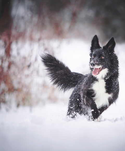 Hund im Schnee - Hundehotel - 4 Sterne Hotel Bergzeit