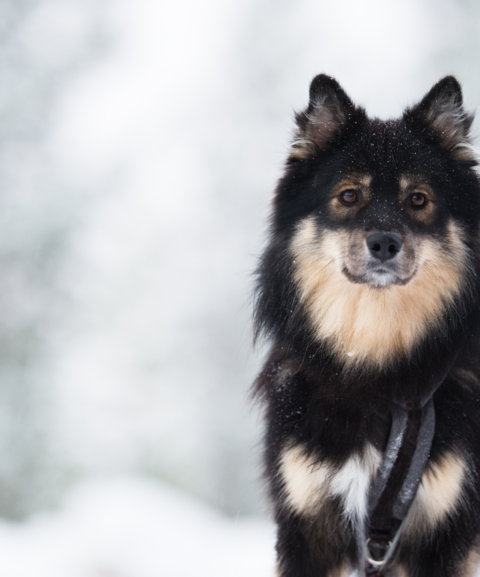 Hund im Schnee - Hundehotel - 4 Sterne Hotel Bergzeit