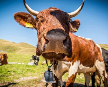 Kuh auf der Weide Sommer | Hotel Großarl | 4 Sterne Hotel Bergzeit