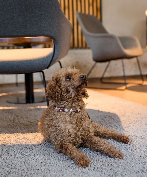Hund im Hotelzimmer - Hundehotel - 4 Sterne Hotel Bergzeit
