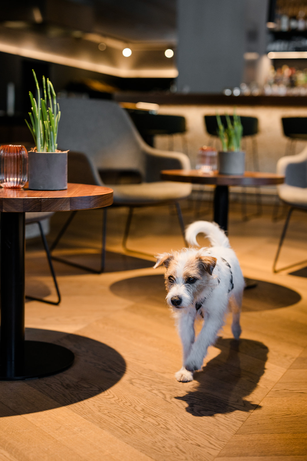 Hund im Hotelzimmer - Hundehotel - 4 Sterne Hotel Bergzeit